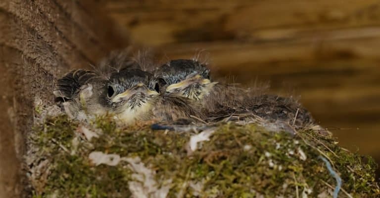 Eastern Phoebe chicks patiently waiting in the nest on the underside of an old wooden bridge.