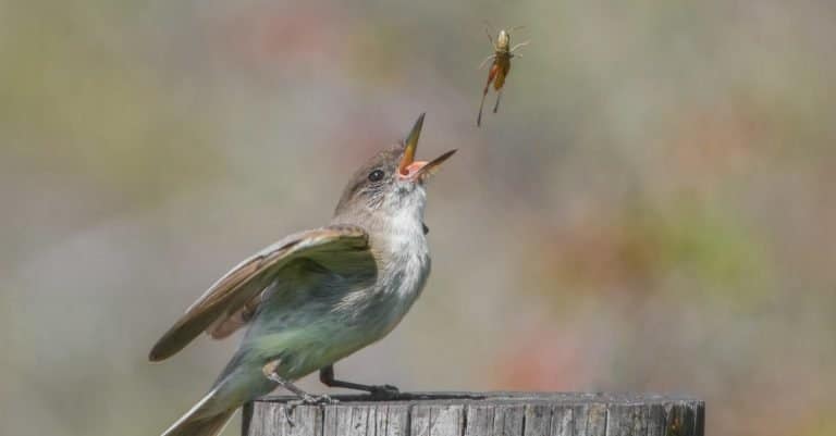 Eastern phoebe (Sayornis phoebe) eating a brown winter grasshopper (Amblytropidia mysteca).