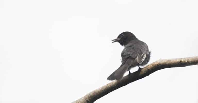 Eastern Phoebe isolated on white background.