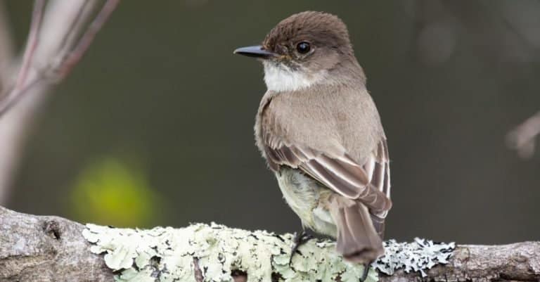 Eastern Phoebe perched on a branch.