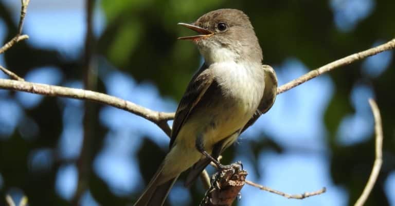 Eastern Phoebe sitting in a tree, singing.