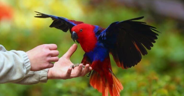 The Eclectus parrot flying into his owner's hands.