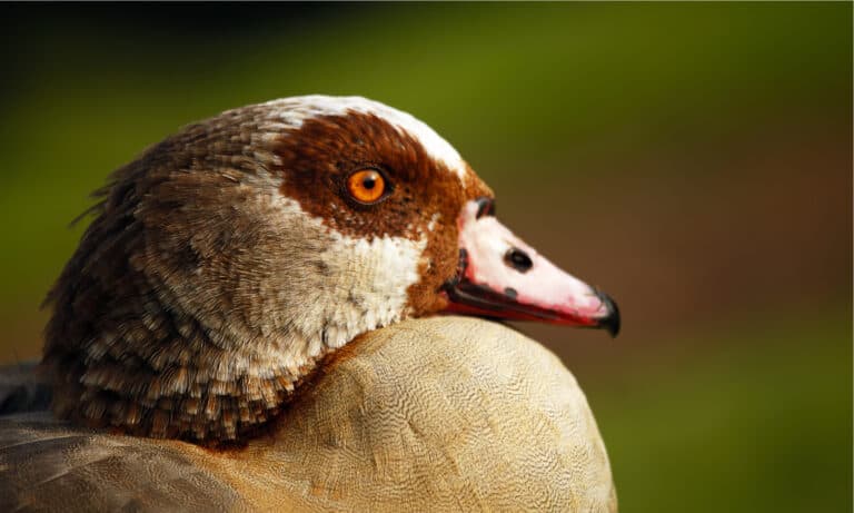 The most distinctive feature of a Egyptian goose is a