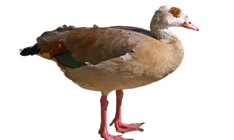 Egyptian Goose isolated on white.