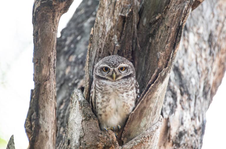 a little owl , or elf