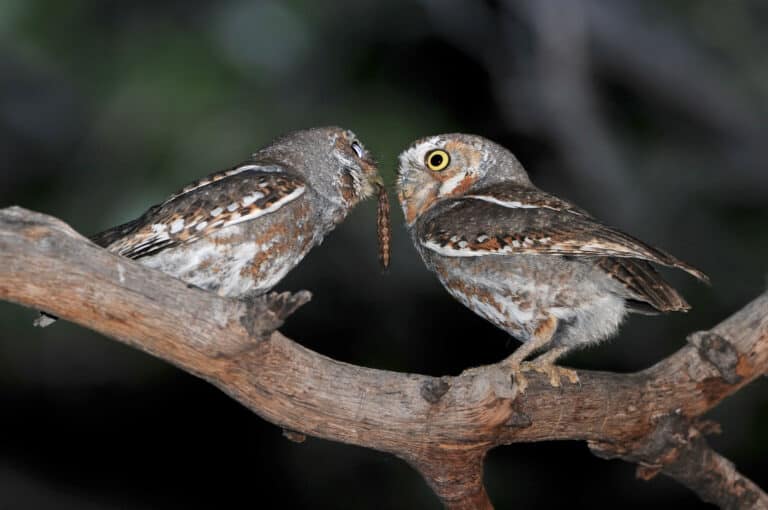 Elf Owls