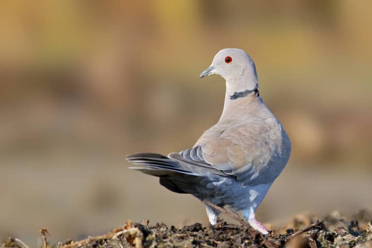 Eurasian collared dove