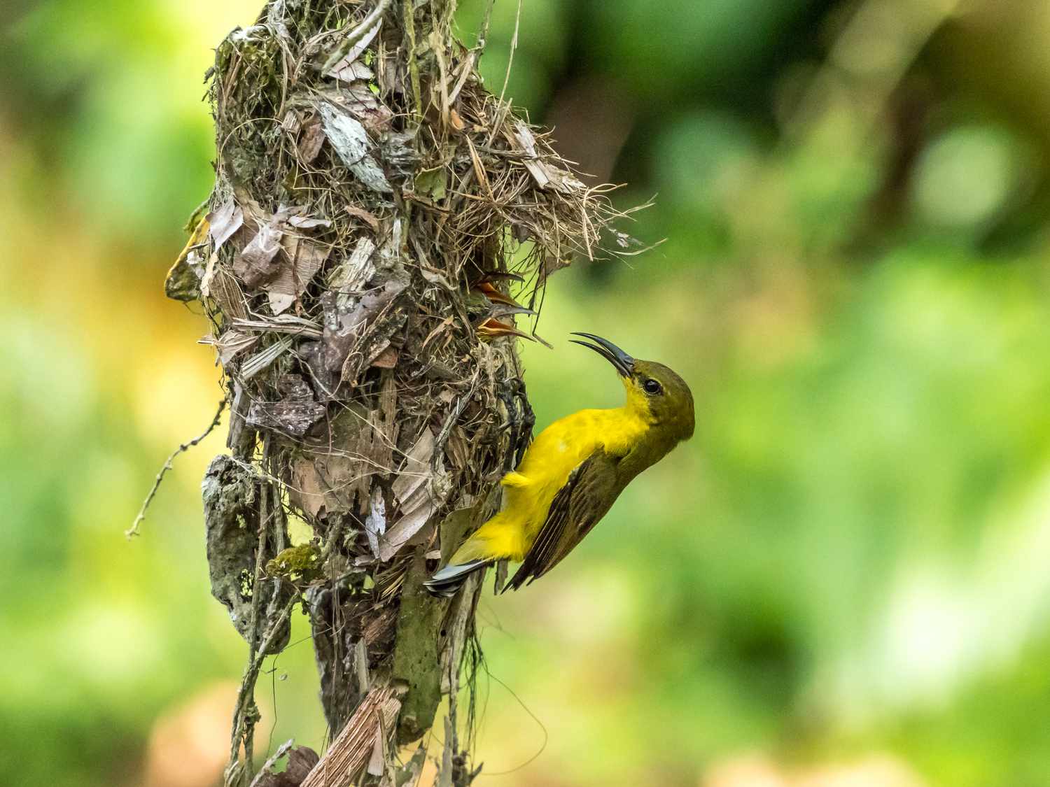 Female sunbird with nest and chicks