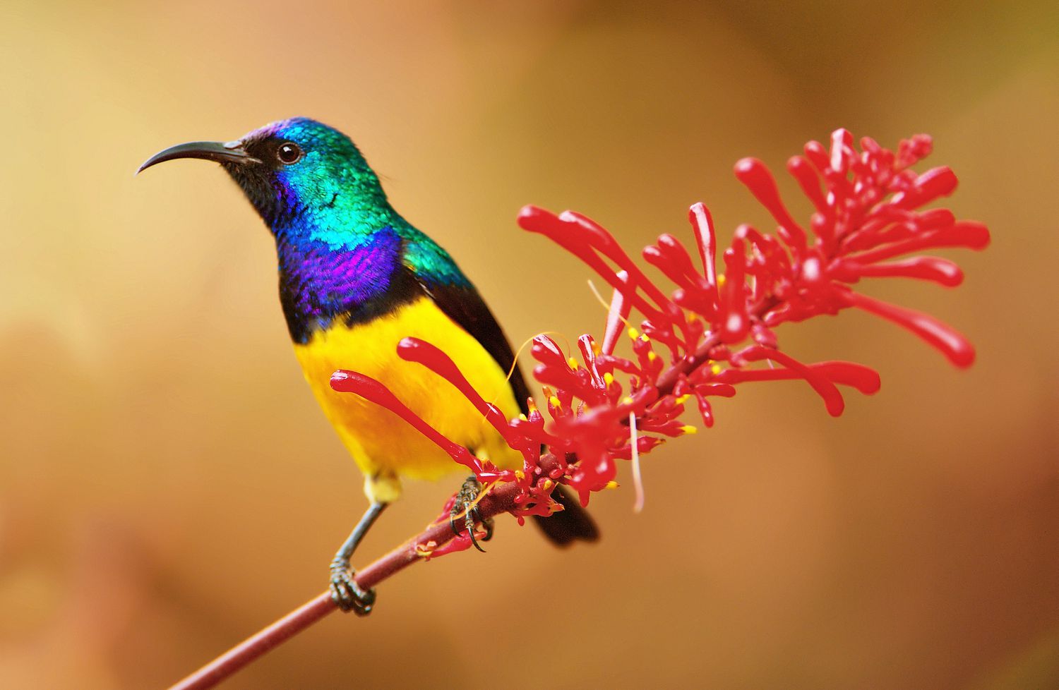 Male sunbird on red flower