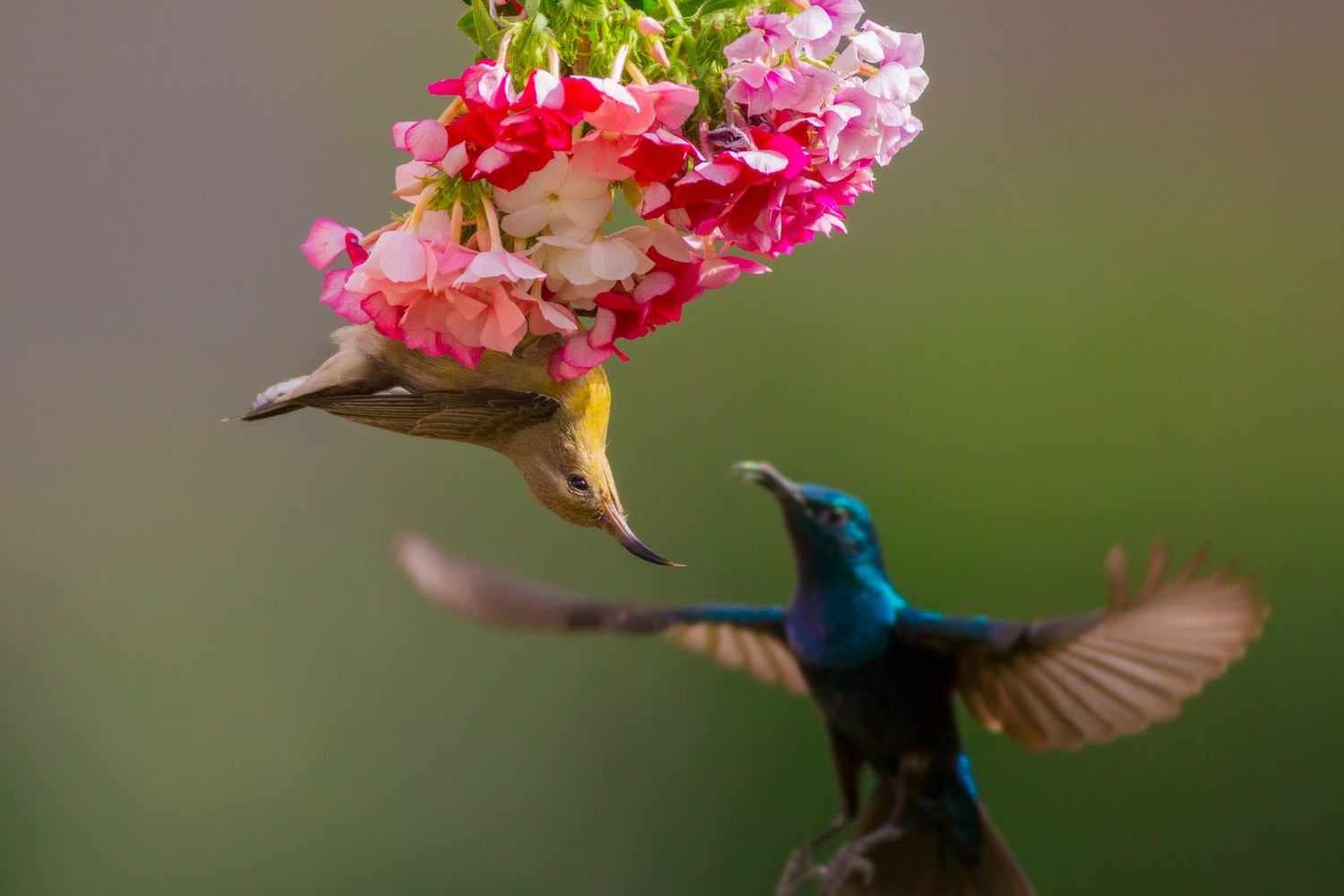 Male and female purple sunbirds