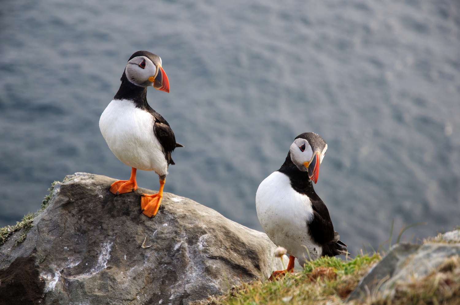 Two Atlantic puffins