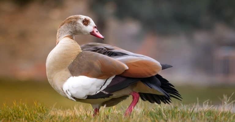Turkey / Malatya January 2020: Egyptian Nile goose