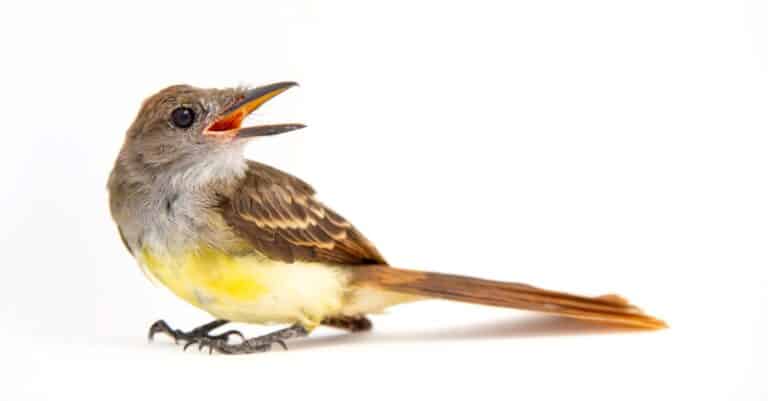 A great crested flycatcher bird on white background.