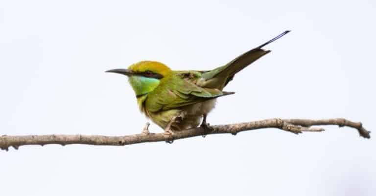 Green bee-eater (Merops orientalis) or little green bee-eater perching on tree