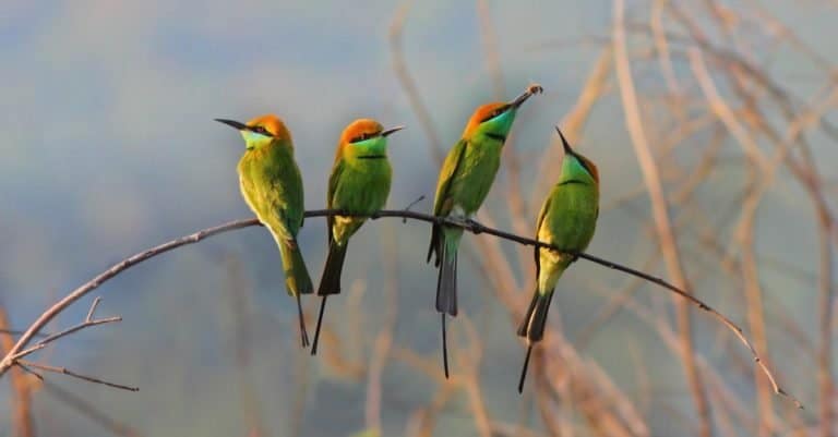 Green Bee-eater/ little green bee-eater