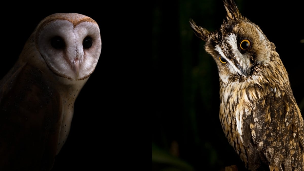 How Owls See In The Dark - Online Field Guide