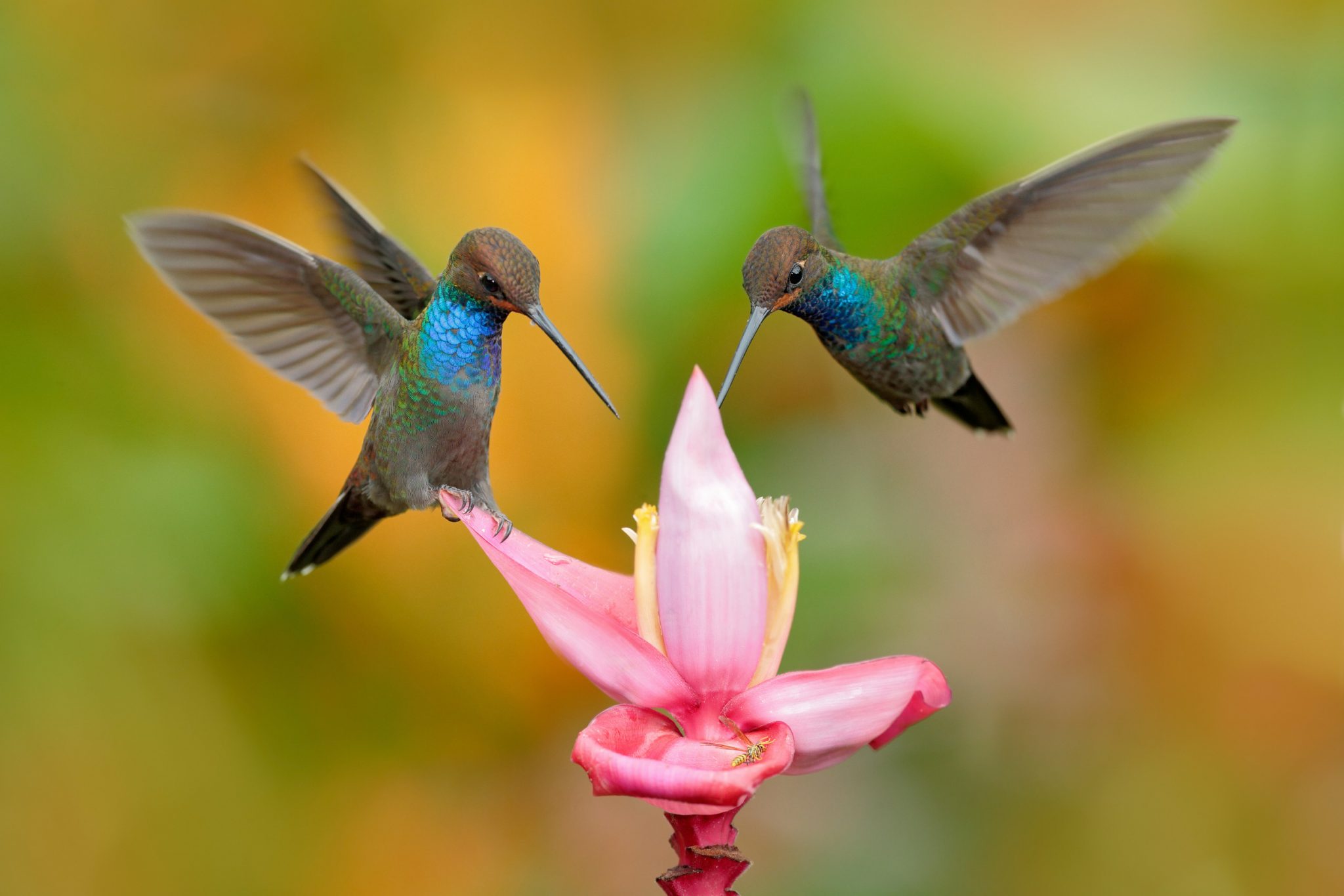 How to Attract Hummingbirds to Your Yard - INSTALL-IT-DIRECT