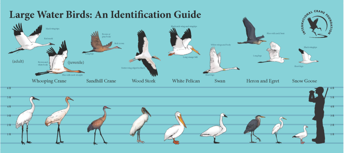 What Is The Group Of Birds Like Storks, Herons, Egrets, And, 48% OFF