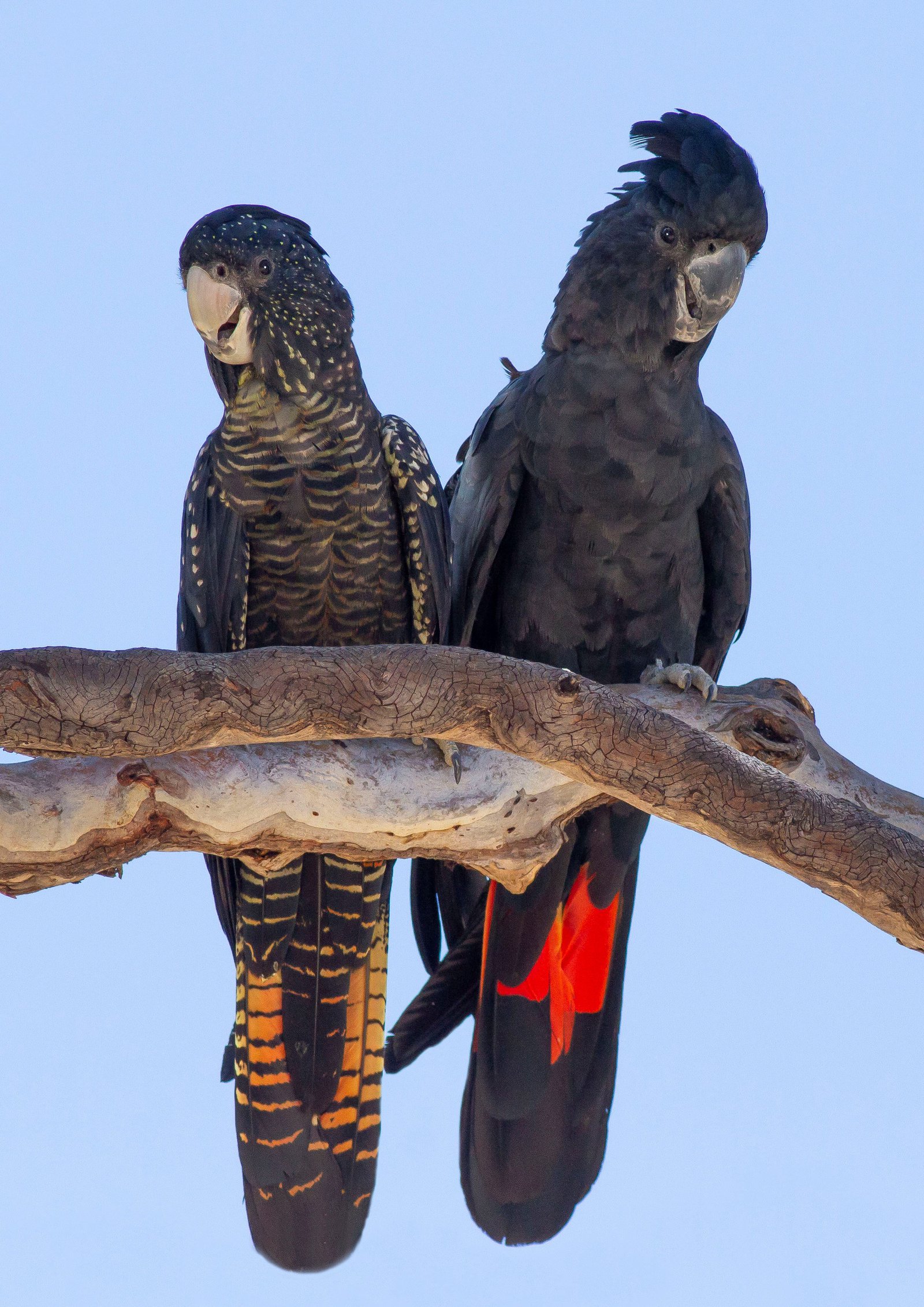 Hidden in plain sight: introducing the new subspecies of red-tailed black- cockatoo! - The Australian Museum Blog