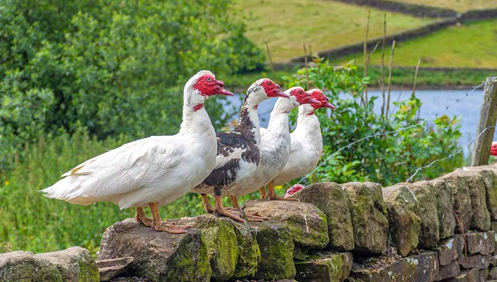 Muscovy Duck: Eggs, Facts, Care Guide and More... -