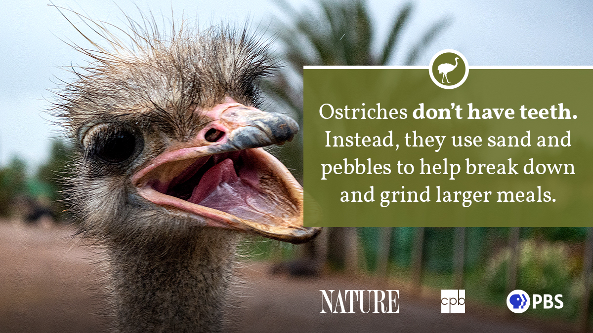 Ostrich Fact Sheet | Blog | Nature | PBS