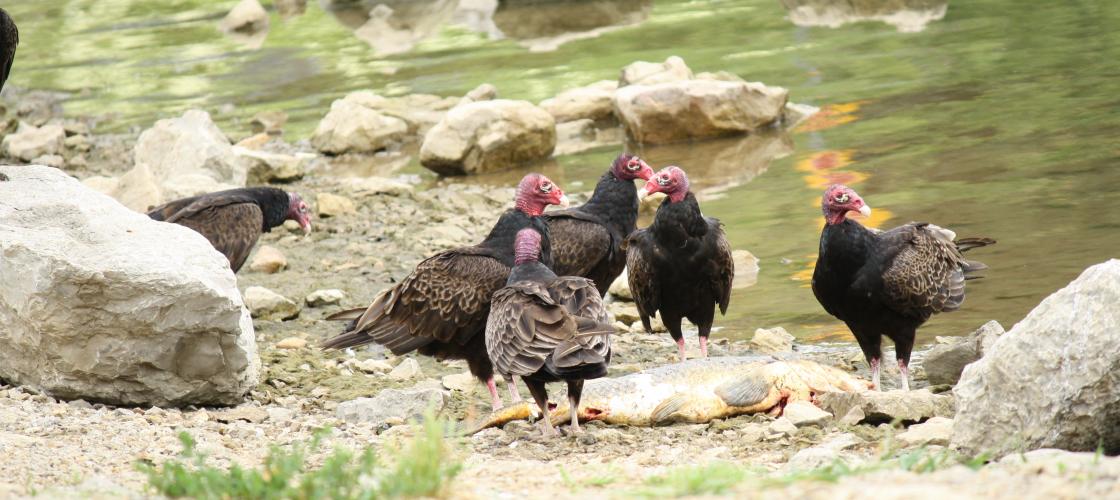 Five turkey vultures standing over a dead carp on the edge of a lake