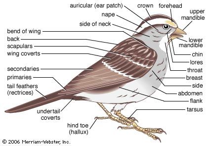 Structure and functions of birds | Britannica