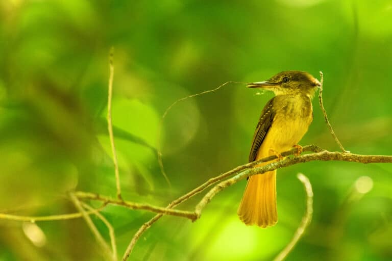 Royal Flycatcher - Building a Nest