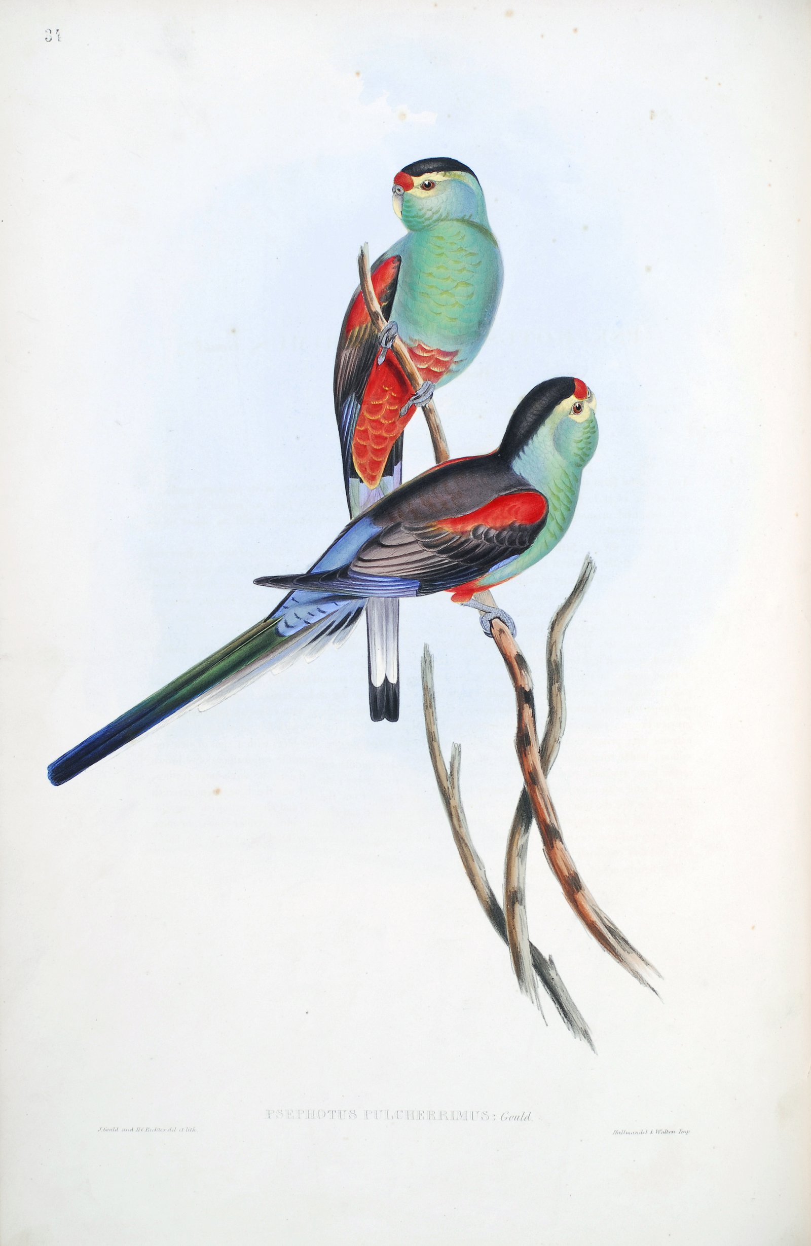 "Beautiful parakeet" The Birds of Australia : in seven volumes / by John Gould.