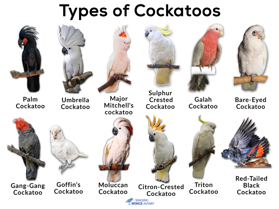 Cockatoos: Facts, List of Types, Care as Pets, Price, & Pictures