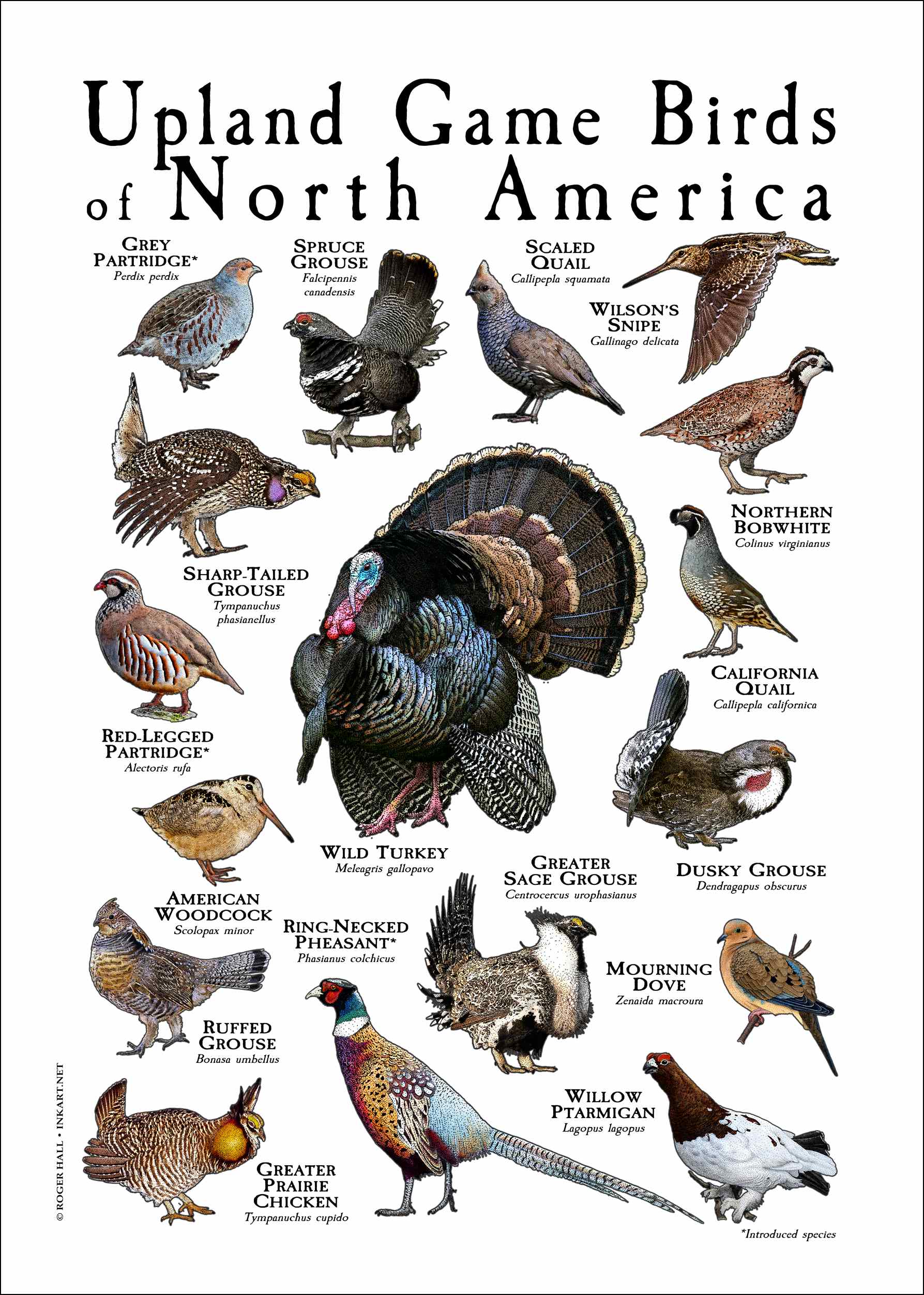 Upland Game Birds of North America Poster Print