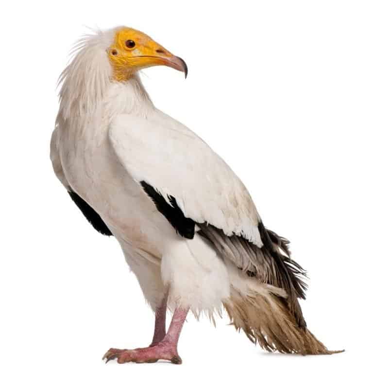 Egyptian Vulture, Neophron percnopterus, standing in front of white background