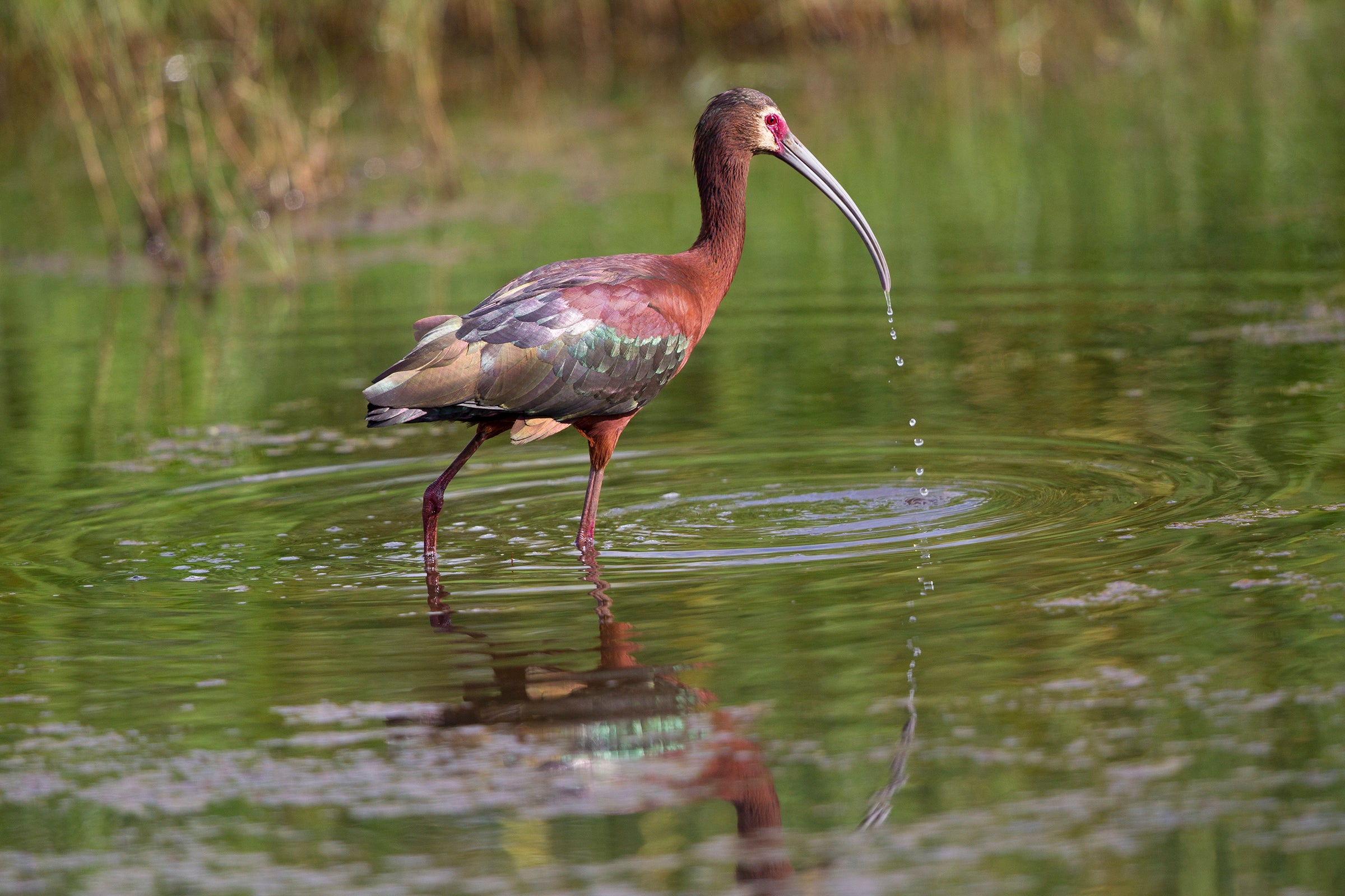 White-faced Ibis | Audubon Field Guide