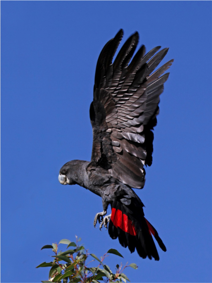 Forest Red-tailed Black Cockatoo | Western Australian Museum