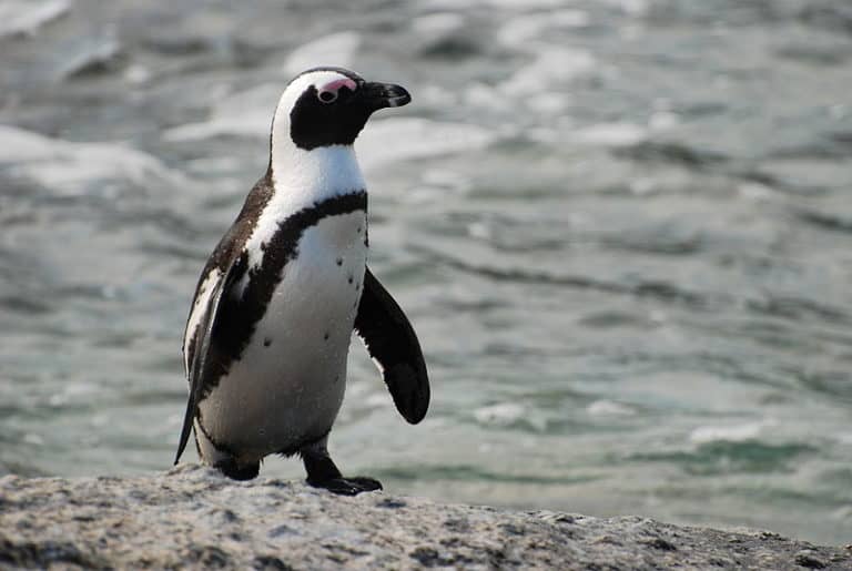 African penguin (Spheniscus demersus), near Boulders Beach, South Africa