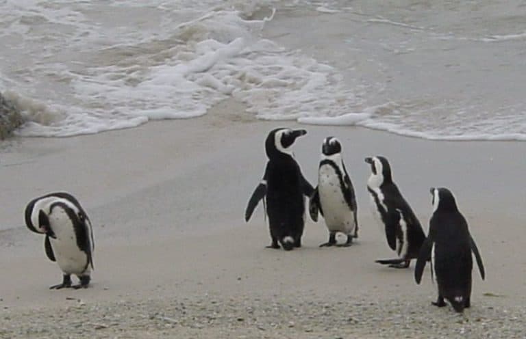 Spheniscus_demersus (Boulders Beach, Cape Town, South Africa)