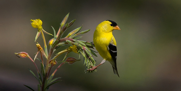 American Goldfinch | EEK Wisconsin