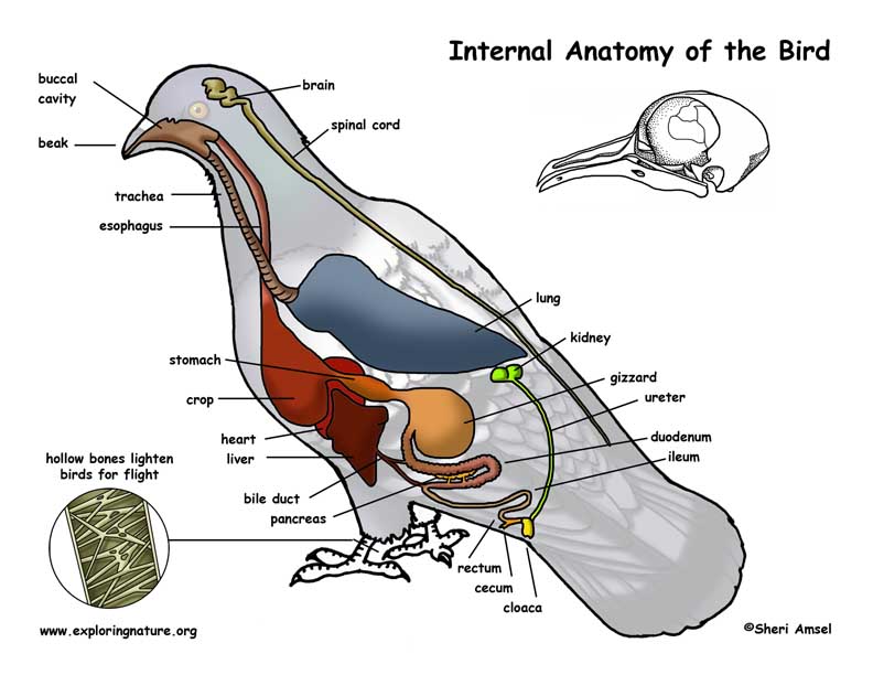 Bird – Structure, and Function Study Guide - Inspirit Learning Inc