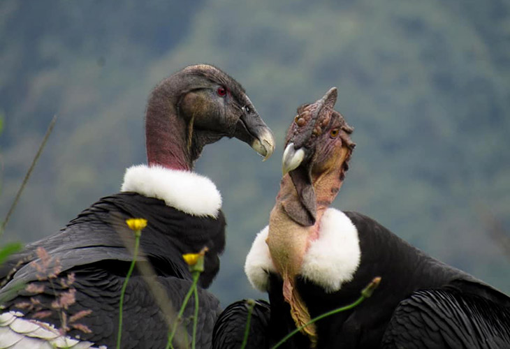 Little Known Facts About the Andean Condor - Avian Report