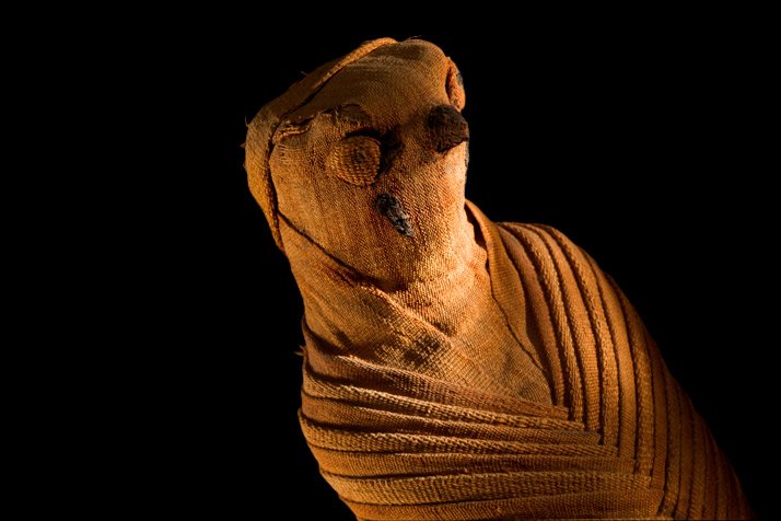 Momias de animales del antiguo Egipto