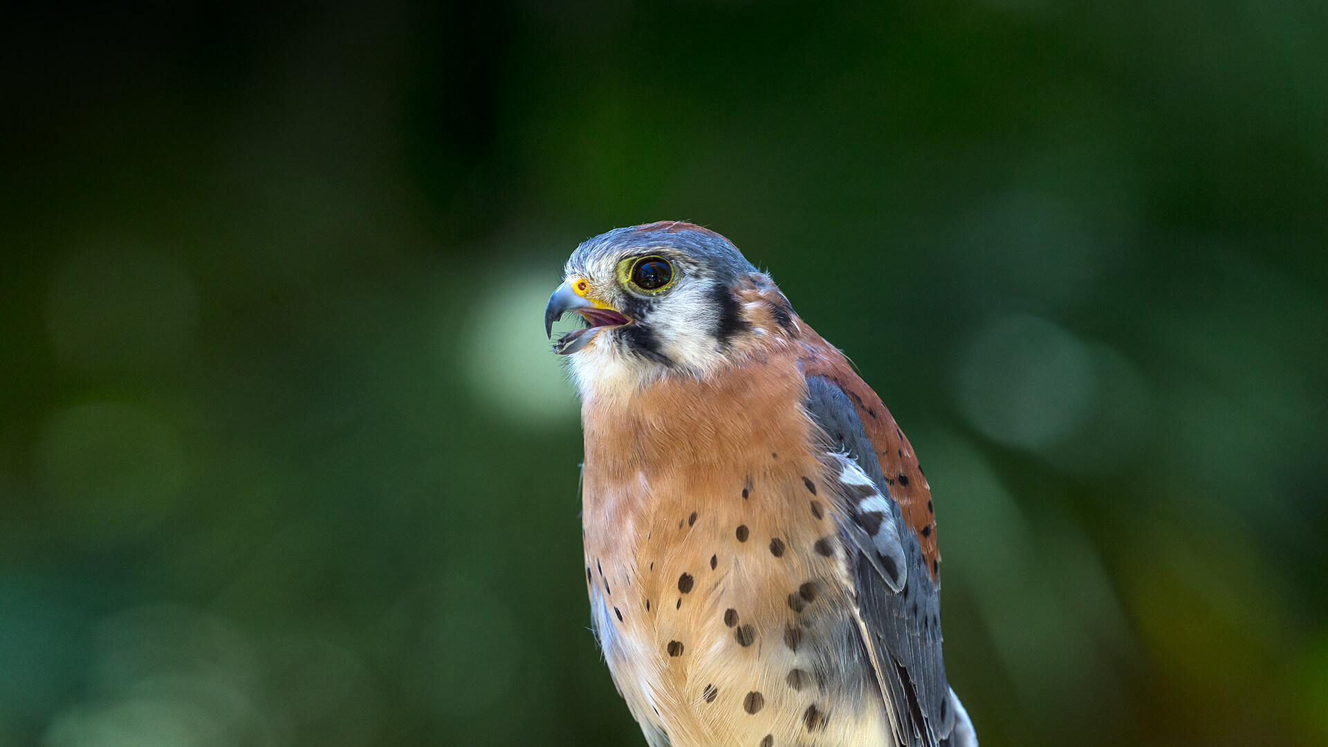 American kestrel