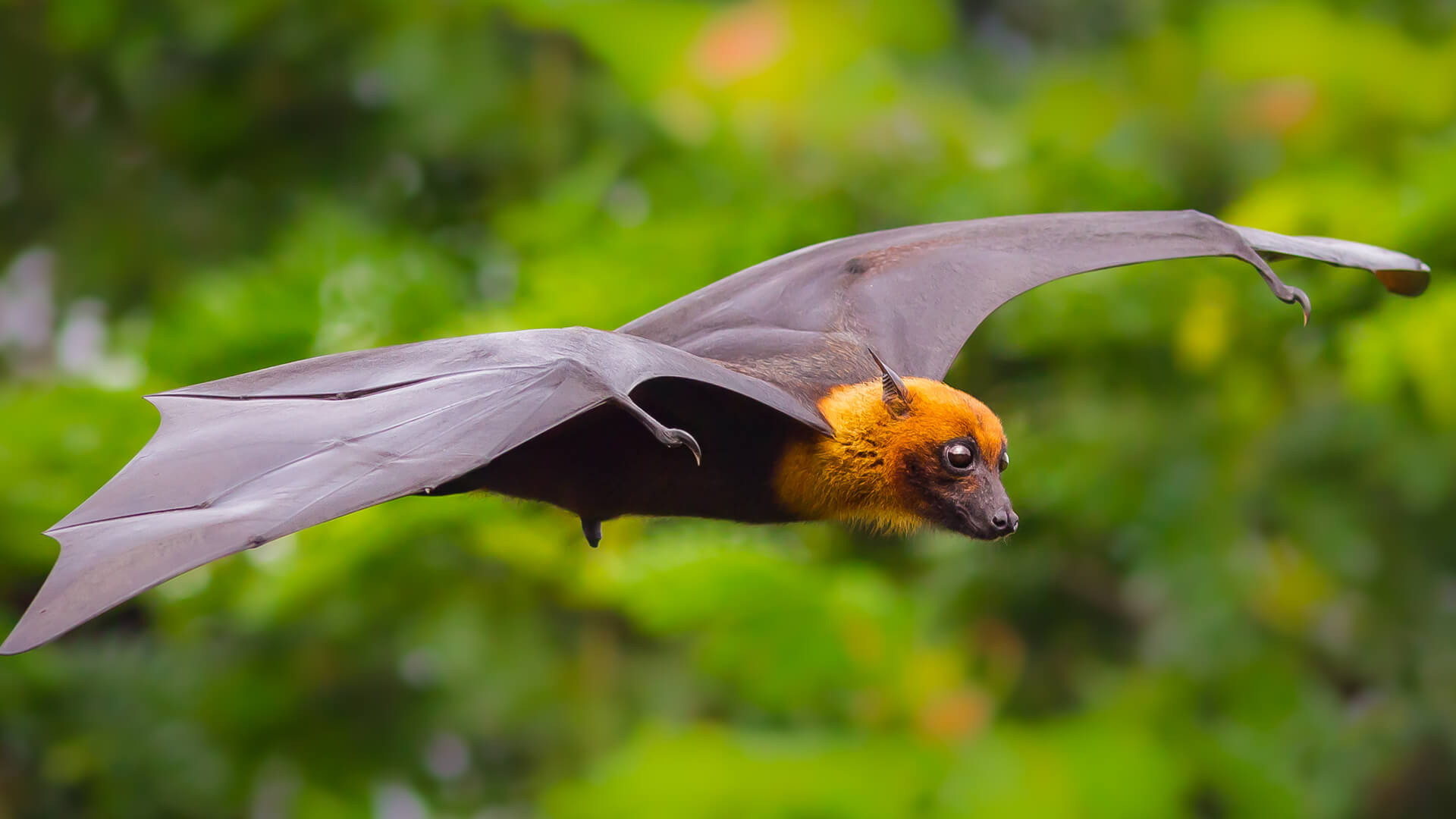 Flying fox