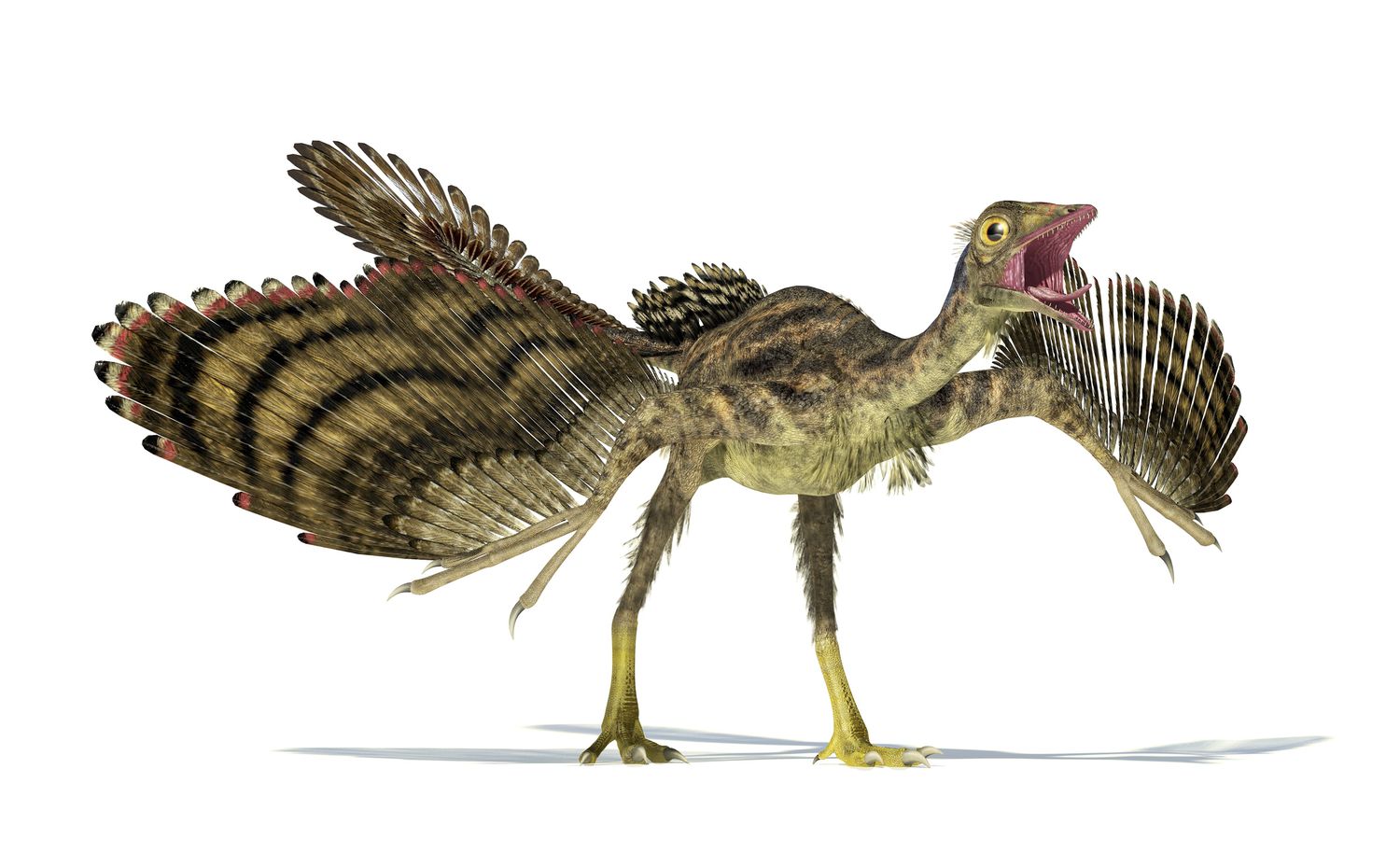 The early dino-bird Archaeopteryx