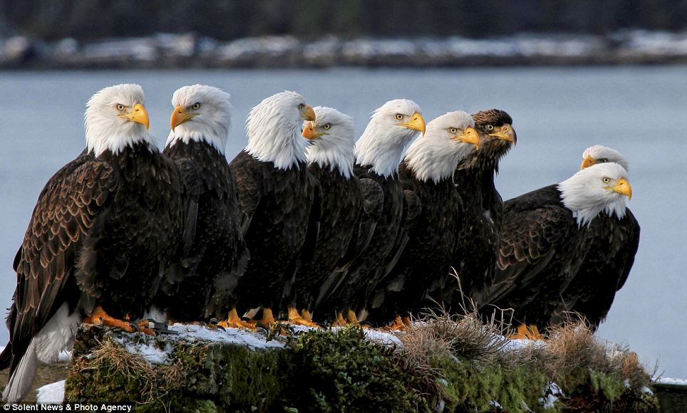 Spot the odd one out: Bald eagle yet to get his white feathers joins his family for a spot of fishing | Daily Mail Online