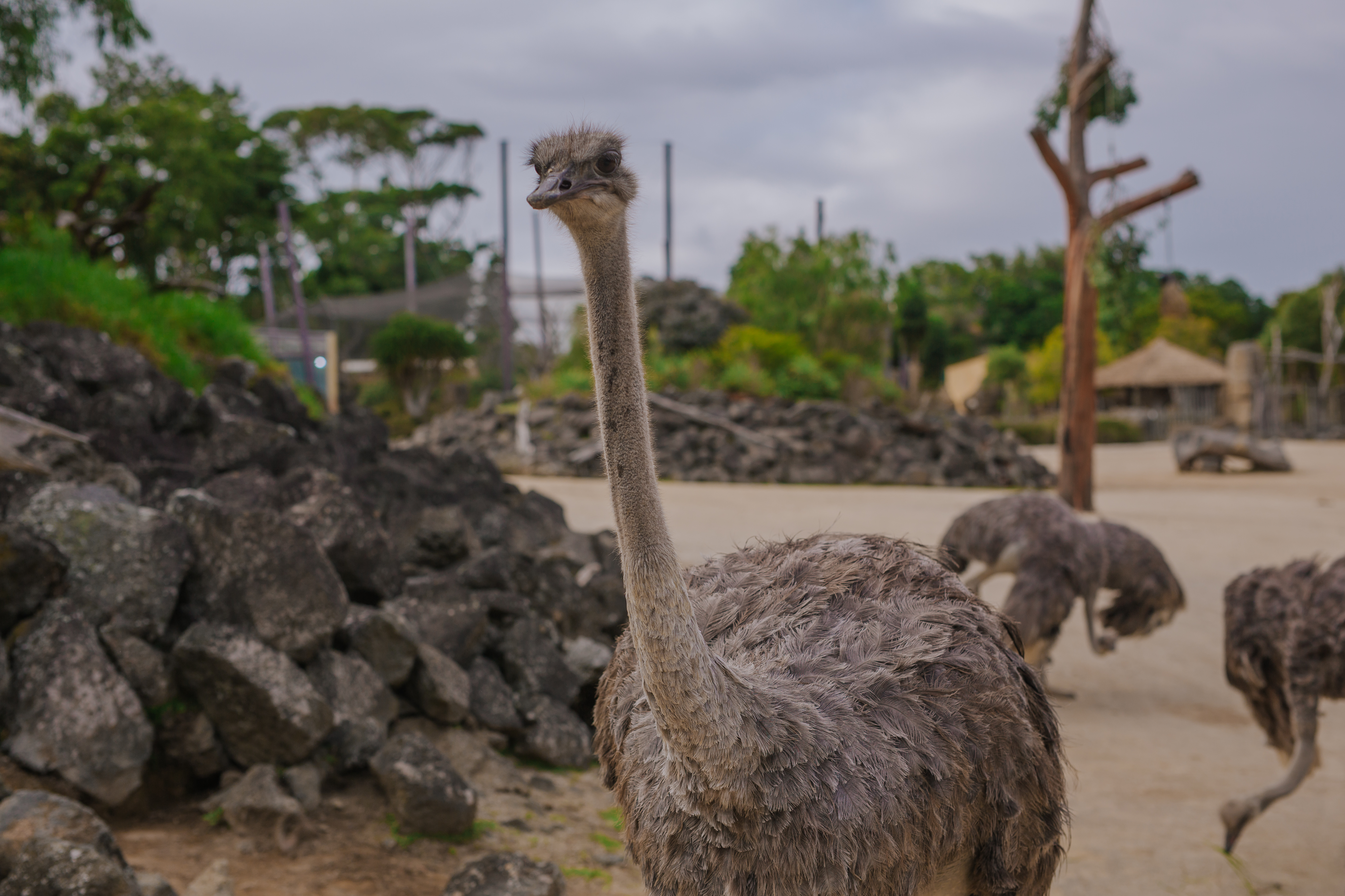 https://nguoinghe24h.com/wp-content/uploads/2024/01/auckland-zoo-ostriches-90221-34.jpg