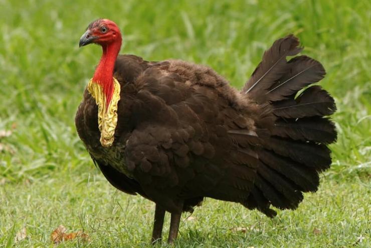 Australian brush-turkey