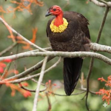 Australian brush-turkey roosting on a tree branch