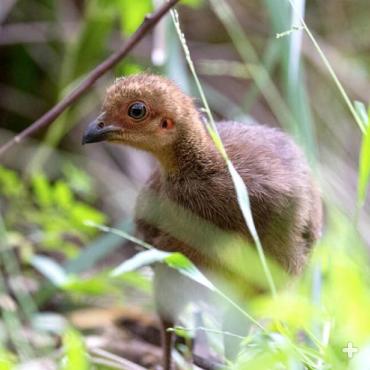 Australian brush-turkey chick