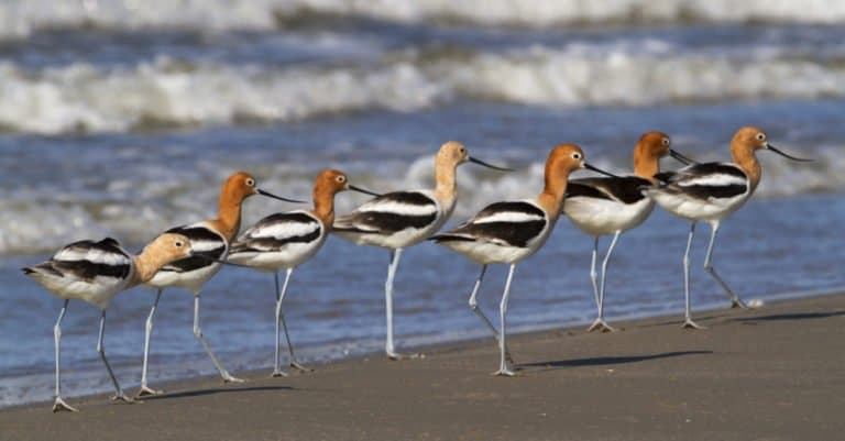 Group of avocet birds