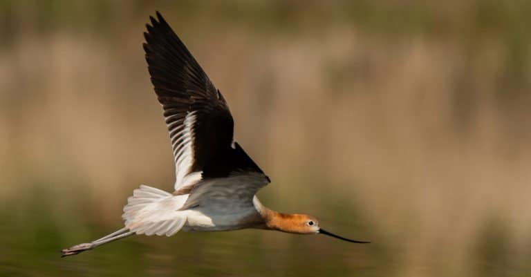 Avocet in flight